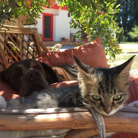 ホテル Dane Gokova Akcapinar (Mugla)