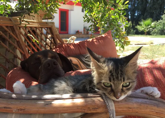 Otel Dane Gokova Akcapinar (Mugla)